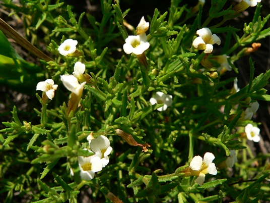 {Gratiola ramosa}
